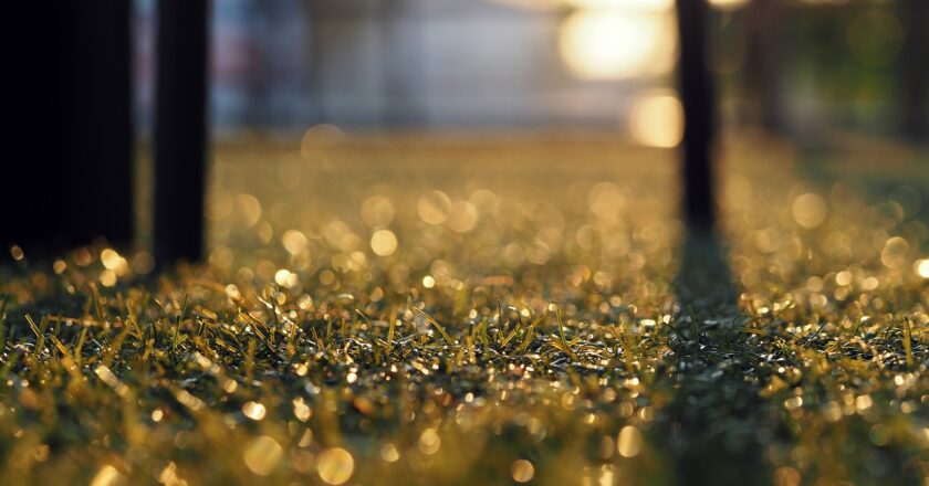What You Need to Know About Artificial Grass